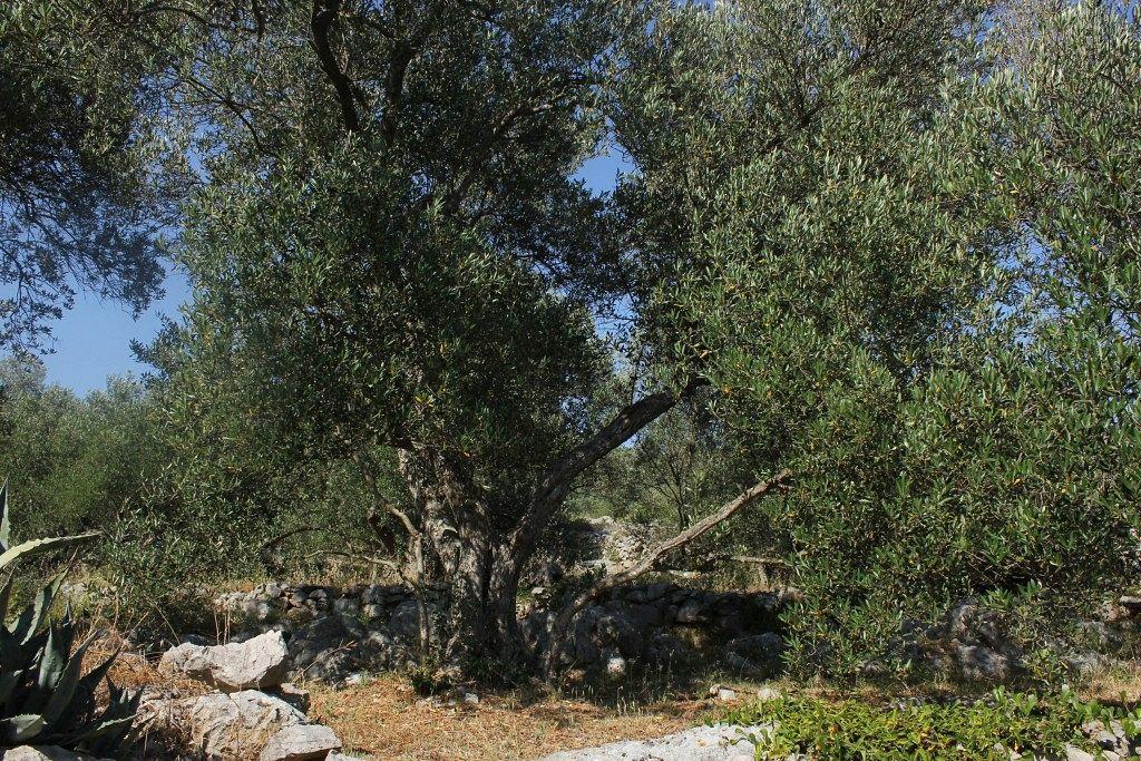 Secluded Fisherman'S Cottage Cove Magrovica - Telascica, Dugi Otok - 8142 سالي المظهر الخارجي الصورة